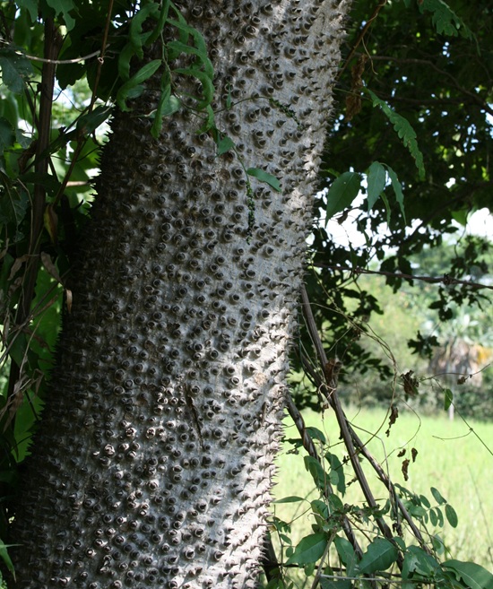 Protección 4