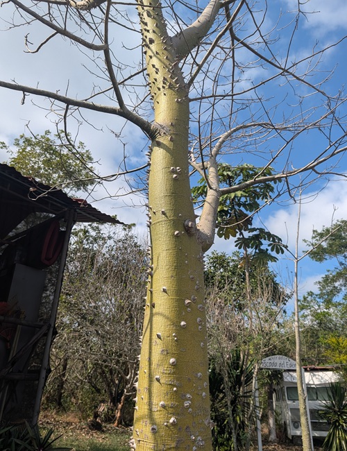 Protección 5