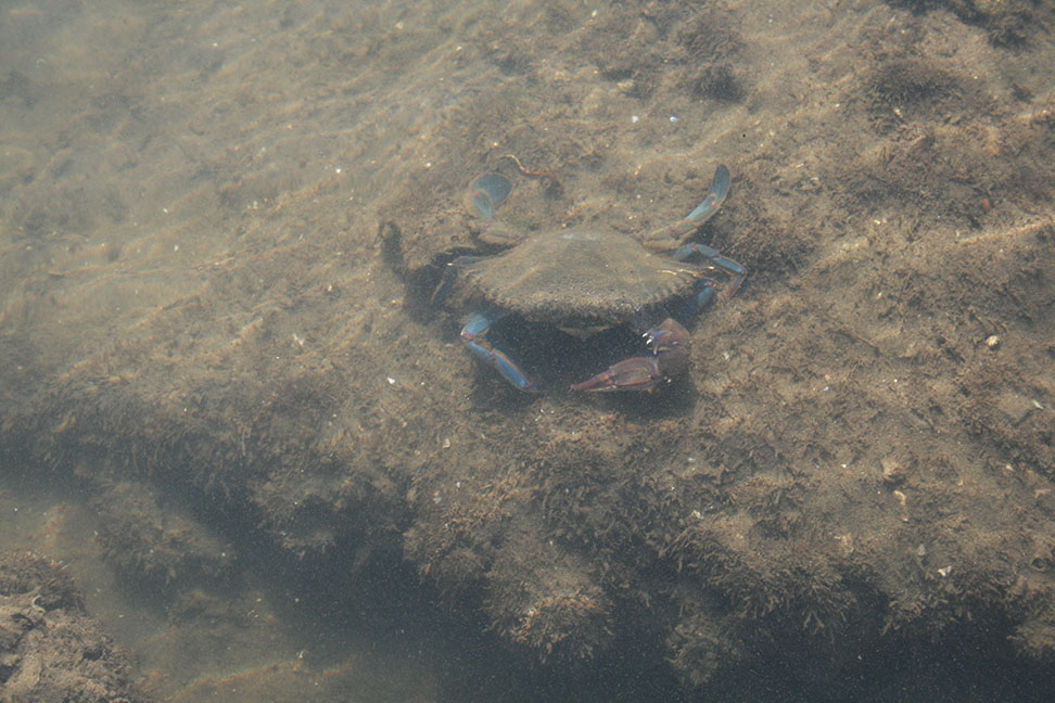 Registro de flora y fauna